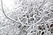 FROSTED SPIRALS OF CLEMATIS STEMS IN WINTER