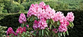 WOODLAND RHODODENDRON DOC AT CONWY VALLEY MAZE