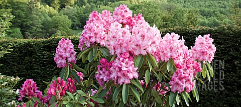 WOODLAND_RHODODENDRON_DOC_AT_CONWY_VALLEY_MAZE