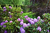 RHODODENDRON AUGUSTINII ELECTRA AT CONWY VALLEY MAZE