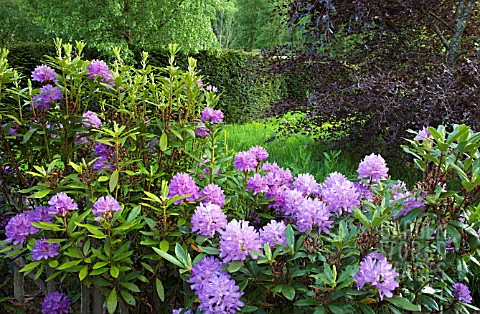 RHODODENDRON_AUGUSTINII_ELECTRA_AT_CONWY_VALLEY_MAZE