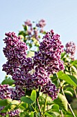 SYRINGA VULGARIS SENSATION