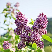 SYRINGA VULGARIS SENSATION