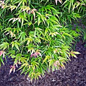 ACER AKA SHIGIITATSU SAWA FOLIAGE IN LATE SPRING, AT CONWY VALLEY MAZE