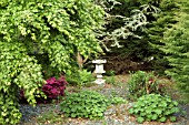 JAPANESE GARDEN IN LATE SPRING IN EVENING LIGHT, WITHIN CONWY VALLEY MAZE, NEAR DOLGARROG IN SNOWDONIA NATIONAL PARK, GWYNEDD, NORTH WALES