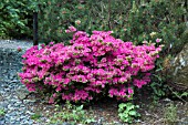 WOODLAND RHODODENDRON HYBRID KURUME AZALEA SHERWOOD ORCHID AT CONWY VALLEY MAZE