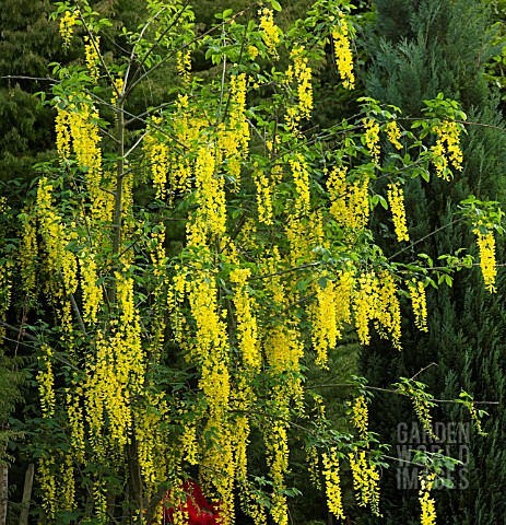 LABURNUM_ANAGYROIDES