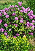 WOODLAND RHODODENDRON PONTICUM AT CONWY VALLEY MAZE