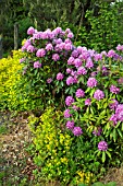 WOODLAND RHODODENDRON PONTICUM AT CONWY VALLEY MAZE