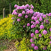 WOODLAND RHODODENDRON PONTICUM AT CONWY VALLEY MAZE