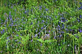 HYACINTHOIDES NON SCRIPTA