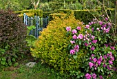 COUNTRY GARDEN IN LATE SPRING CONTAINING RHODODENDRONS AT CONWY VALLEY MAZE
