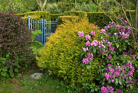 COUNTRY_GARDEN_IN_LATE_SPRING_CONTAINING_RHODODENDRONS_AT_CONWY_VALLEY_MAZE