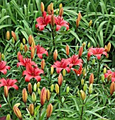 LILIUM ASIATIC RED CARPET AT WOLLERTON OLD HALL