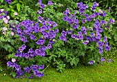 GERANIUM MAGNIFICUM AT WOLLERTON OLD HALL