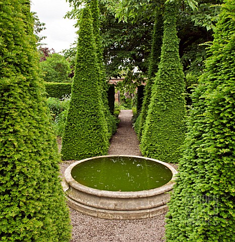 YEW_SPIRES_IN_THE_WELL_GARDEN_ROOM_AT_WOLLERTON_OLD_HALL