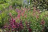 WIDE BORDERS OF HERBACEOUS PERENNIALS, AT WOLLERTON OLD HALL