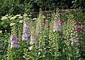 DELPHINIUM ELATUM PINK RUFFLES AT WOLLERTON OLD HALL