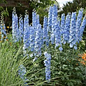 DELPHINIUM SUMMER SKIES AT WOLLERTON OLD HALL