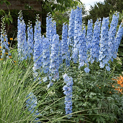 DELPHINIUM_SUMMER_SKIES_AT_WOLLERTON_OLD_HALL