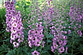 DELPHINIUM ASTOLAT