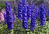 DELPHINIUM ELATUM NEW MILLENNIUM