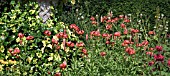 LILIUM MARTAGON IN BORDER AT WOLLERTON OLD HALL