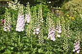 DELPHINIUM ELATUM PINK RUFFLES