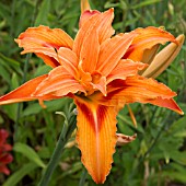 HEMEROCALLIS TOR POINT