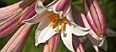 LILIUM REGALE