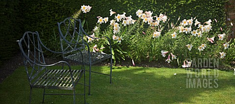 LILIUM_REGALE_AT_WOLLERTON_OLD_HALL