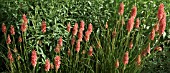 KNIPHOFIA TAWNY KING AT WOLLERTON OLD HALL