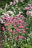 MONARDA CROFTWAY PINK AT WOLLERTON OLD HALL