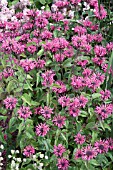 MONARDA CROFTWAY PINK