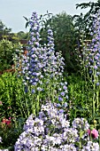 DELPHINIUM HIGHLANDER DOUBLE MOON LIGHT, AT WOLLERTON OLD HALL