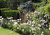 LILIUM REGALE AT WOLLERTON OLD HALL