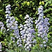 DELPHINIUM HIGHLANDER DOUBLE MOON LIGHT