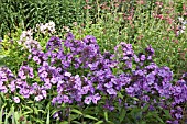 PHLOX PANICULATA AMETHYST