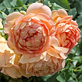ROSA WOLLERTON OLD HALL