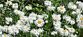 LEUCANTHEMUM X SUPERBUM PHYLLIS SMITH