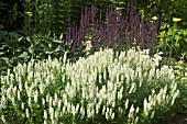 SALVIA X SYLVESTRIS SCHNEEHUGEL AT WOLLERTON OLD HALL