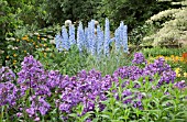 PHLOX PANICULATA AMETHYST AND DELPHINIUM SUMMER SKIES AT WOLLERTON OLD HALL