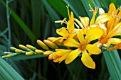 CROCOSMIA MASONIORUM ROWALLANE