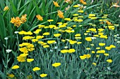 ACHILLEA CORONATION GOLD