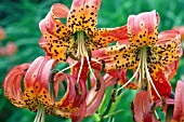 LILIUM SUPERBUM