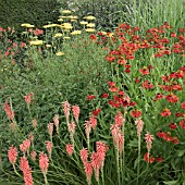 KNIPHOFIA TAWNY KINGAND HELENIUM CRIMSON BEAUTY AT WOLLERTON OLD HALL