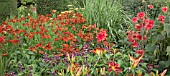 HELENIUM CRIMSON BEAUTY AT WOLLERTON OLD HALL