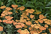 ACHILLEA FORNCETT FLETTON