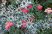 ERYNGIUM X OLIVERIANUM AND ACHILLEA FORNCETT FLETTON