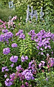 PHLOX PANICULATA AMETHYST AT WOLLERTON OLD HALL